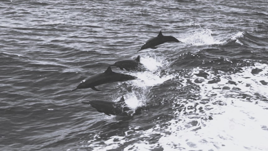 معاهدة أعالي البحار ورسائلها المتوسطية