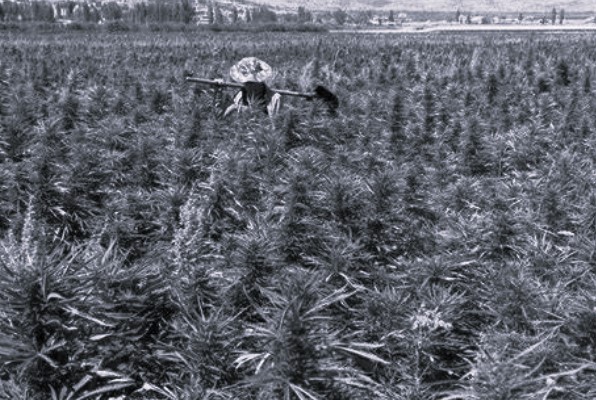 من يعرقل تحويل زراعة القنب في لبنان إلى فرصة إنقاذ اقتصادي؟